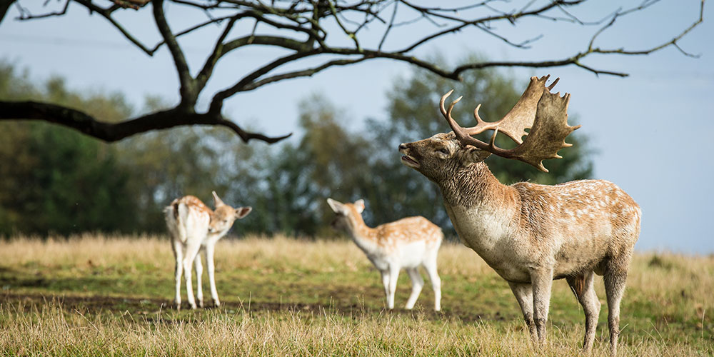 Photo of deer at Knowsley Hall